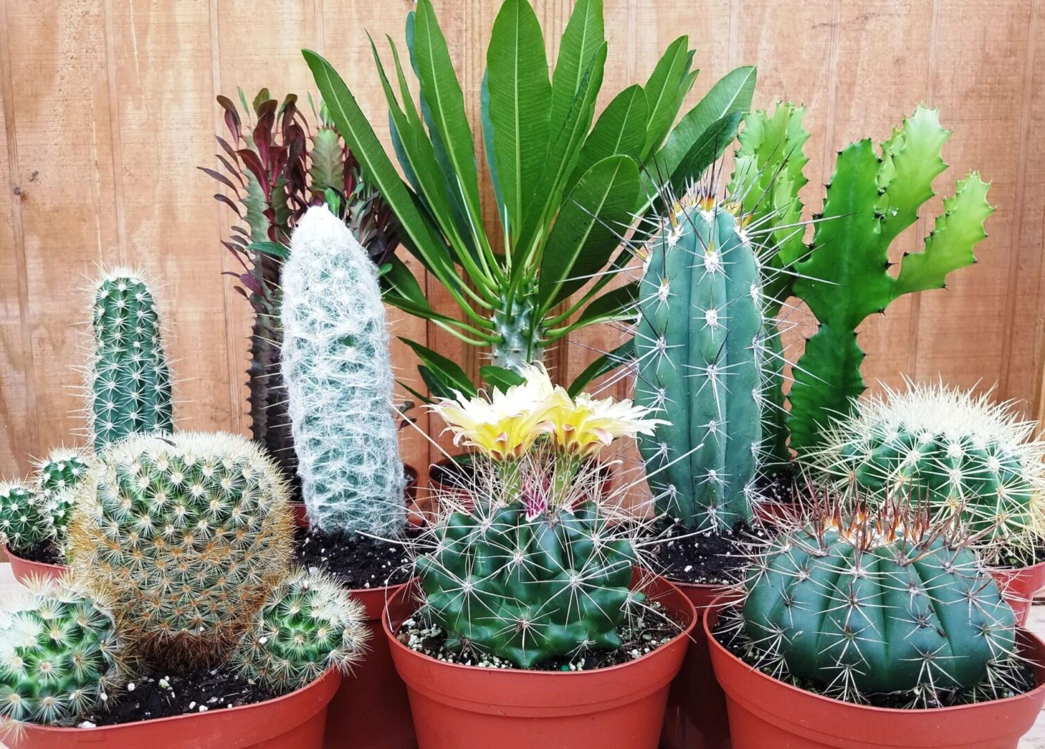 A collection of cactus plant in different size