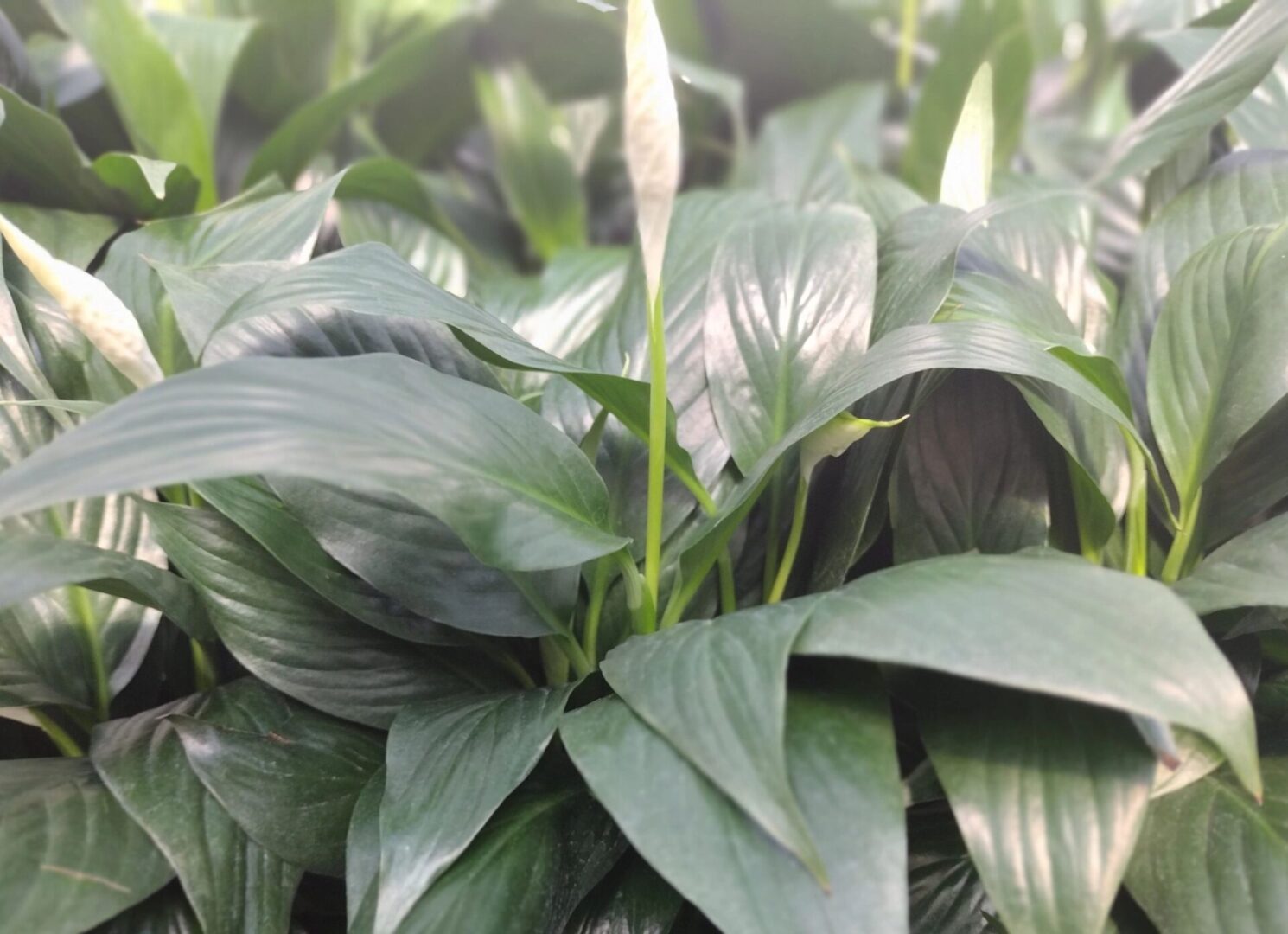 A picture of green wide size leaves